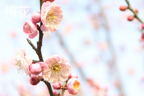 梅花与桃花的区别，花期、花色和高度均不同