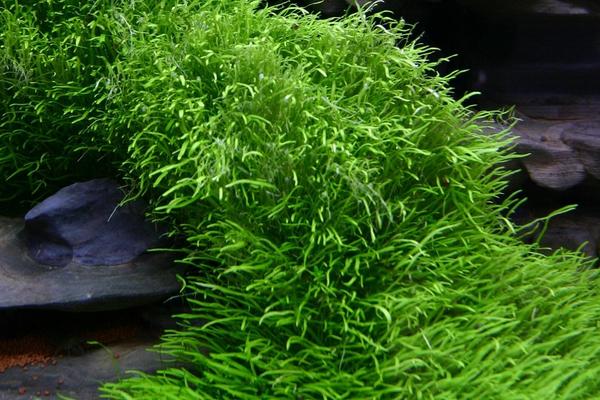 净化鱼缸的植物，常见的有水松草、皇冠草、矮珍珠等