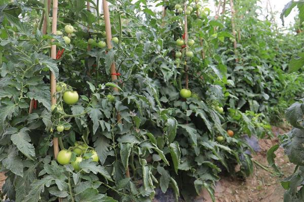 露天西红柿的种植管理方法，可以在春季进行种植