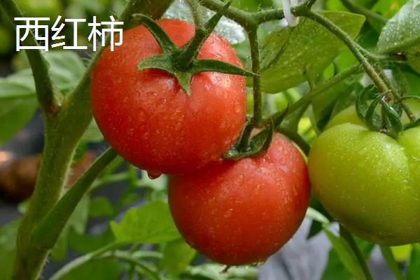 西红柿和圣女果的区别，外观和味道均不同