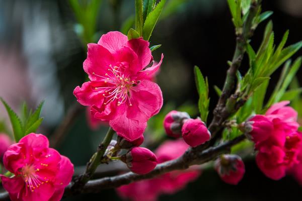 碧桃花是什么，属于桃花品种但是桃的变种
