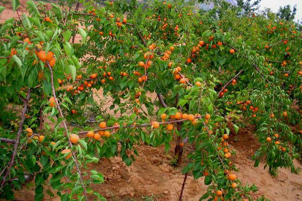 家里能不能种杏树，建议在开阔的田地里种植