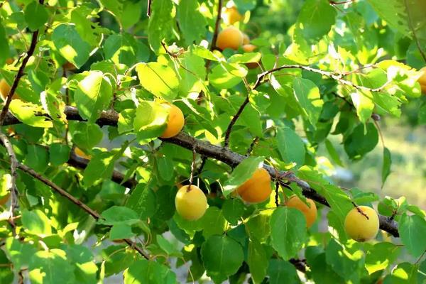 家里能不能种杏树，建议在开阔的田地里种植