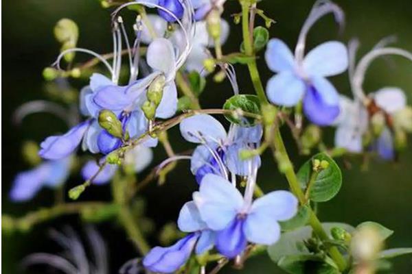 蓝蝴蝶花的养殖方法，生长适温在23-32℃之间