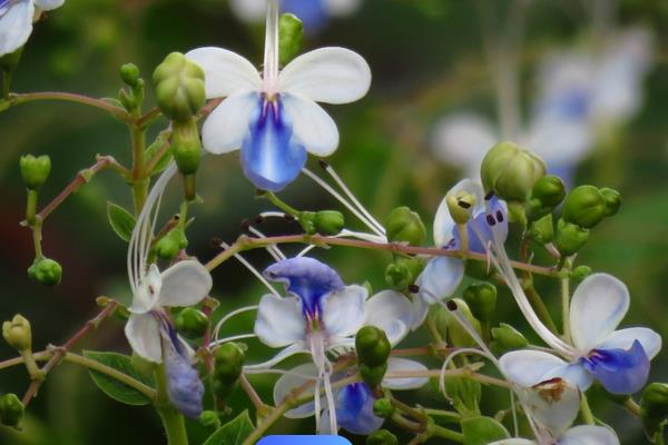 蓝蝴蝶花的养殖方法，生长适温在23-32℃之间