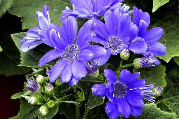 紫色的菊花叫什么，叫瓜叶菊