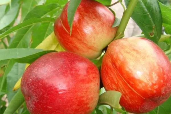 枣蜜桃是不是枣和桃嫁接的，是油桃的一种