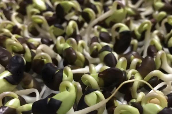 黑豆怎么在水中种植，首先对其进行催芽处理