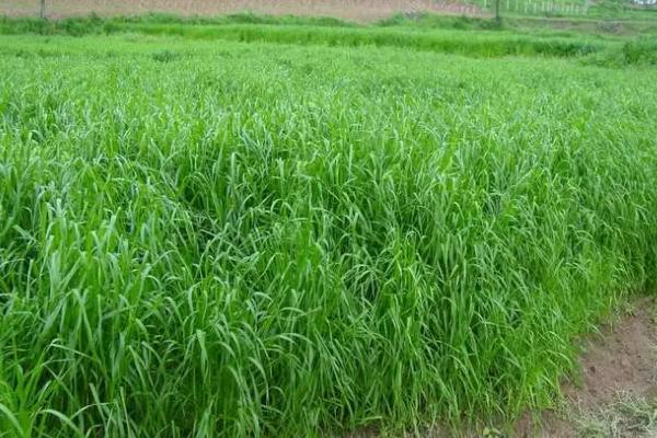 黑麦草的种植方法，春季3-4月份种植为佳