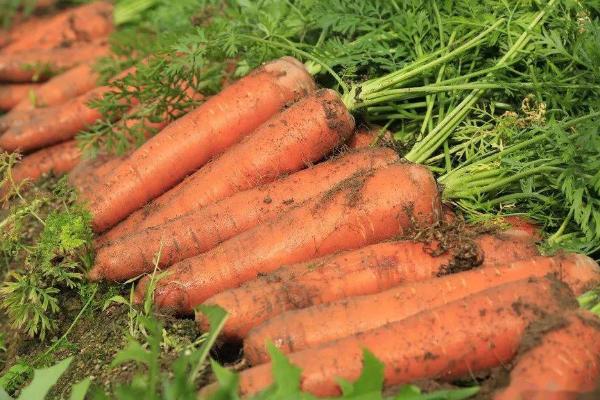 胡萝卜种植几天出芽，出芽时间与温度有关