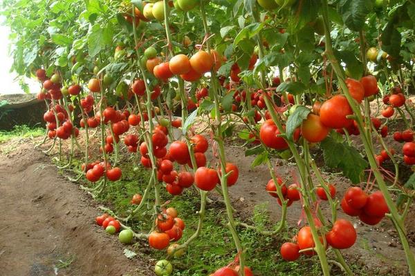 小番茄怎么种植，种植前需用温水浸种