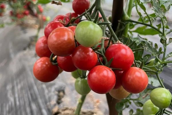 小番茄怎么种植，种植前需用温水浸种