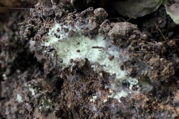 土壤有白色霉菌用什么药，可用氧化剂、小苏打或有机杀菌剂等