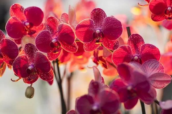 蝴蝶兰的花语，不同颜色的花语不同