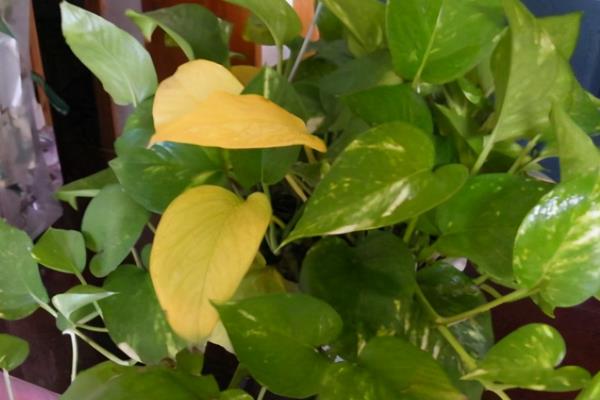 绿萝吊兰叶子发黄的原因，主要是浇水过多、光照过强等