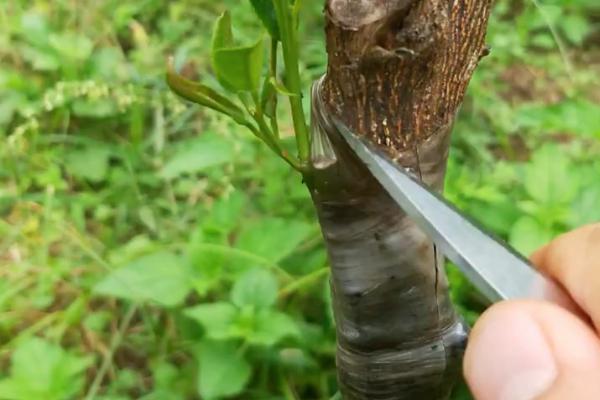 桔子树的修剪方式，要在花果期采取疏花疏蕾措施