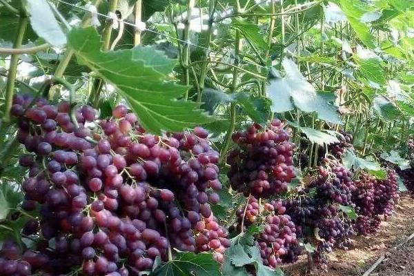 葡萄的种植方法，以扦插繁殖为主