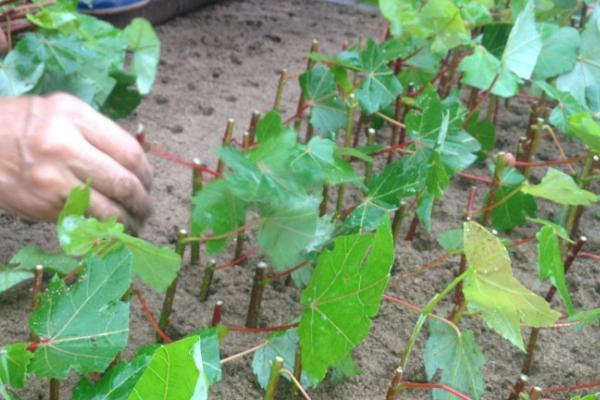 葡萄的种植方法，以扦插繁殖为主