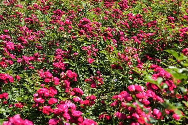 玫瑰花的种植和养护方法，最好选用有机质含量较为丰富的黄壤土