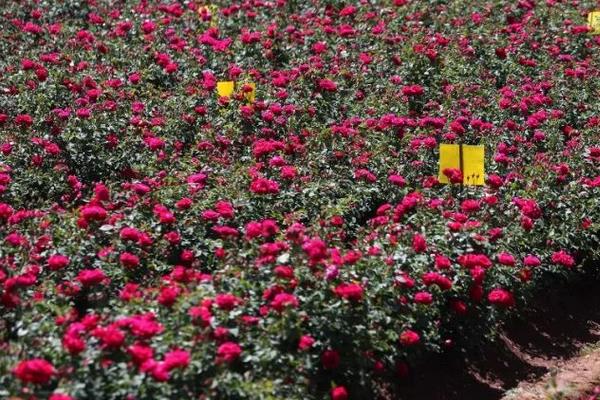 玫瑰花的种植和养护方法，最好选用有机质含量较为丰富的黄壤土