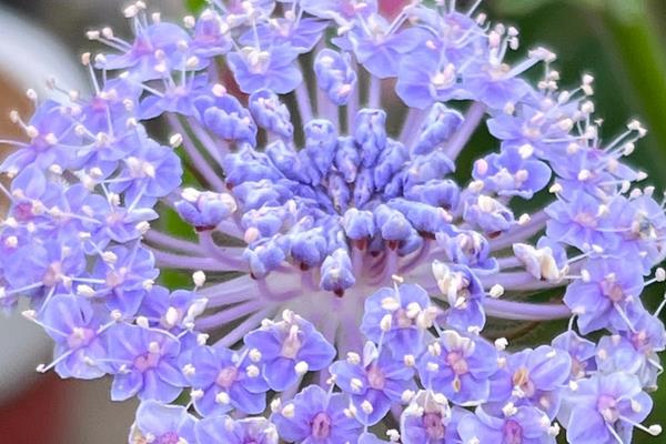 翠珠花有毒吗，是一种观赏价值较高的无毒无害植物