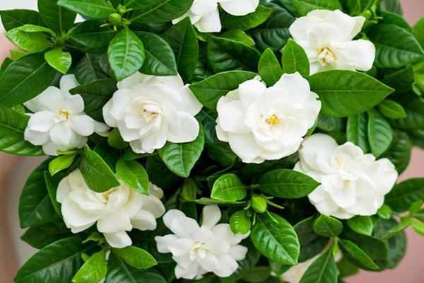 香味持久的花卉有哪些，常见的有栀子花、茉莉花、丁香花等