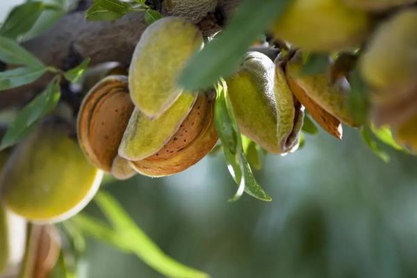 巴旦木是哪种植物的果实，是扁桃的果实