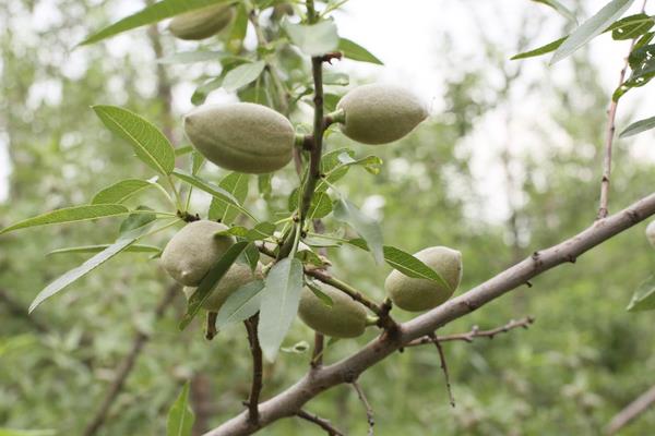 巴旦木是哪种植物的果实，是扁桃的果实