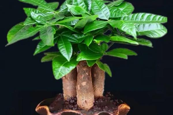 怎么养盆栽摇钱树，养护时需每4-6天左右浇一次水