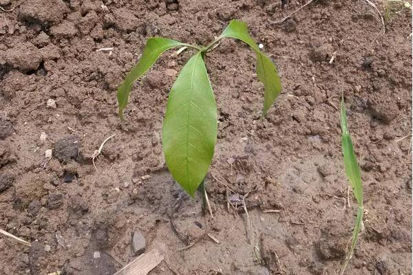 小树苗用什么肥料长得快，生长旺季可追施2-3次三元复合肥料