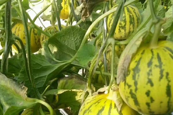 八里香甜瓜的种植技术，播种前需用温水浸种