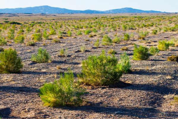 梭梭树的称呼，被称为沙漠植被之王