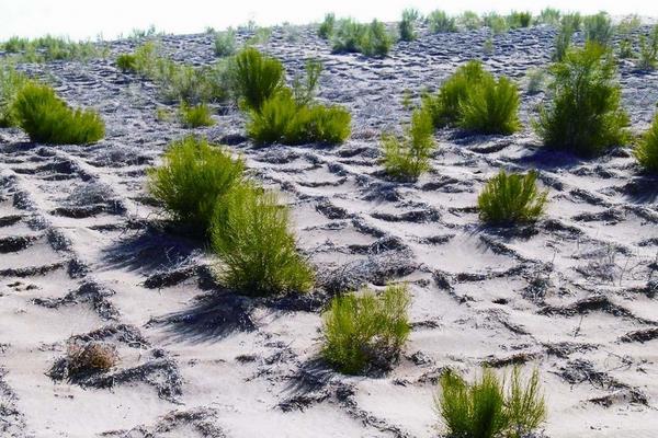 梭梭树的称呼，被称为沙漠植被之王