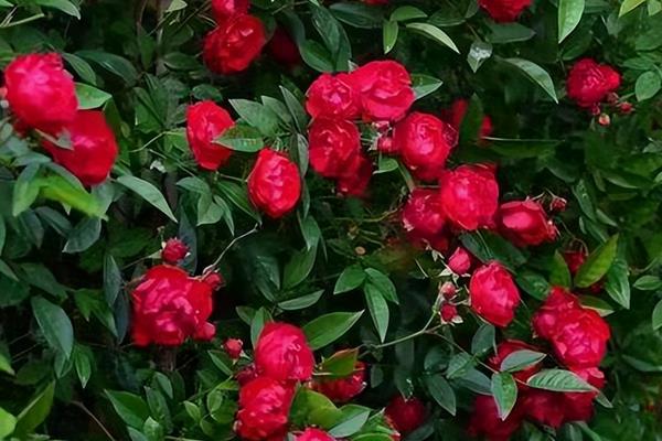 怎么种植红木香花，在秋季10-11月时扦插