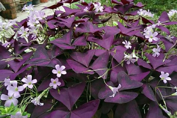 紫叶酢浆草的养殖方法，适宜生长在全日照或者半日照的环境中