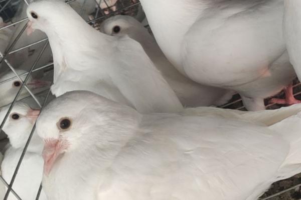 家鸽的养殖方法，根据不同的生长阶段调整营养配比