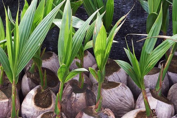 椰子长芽能不能种活，可以使用水培法或是土培法种活