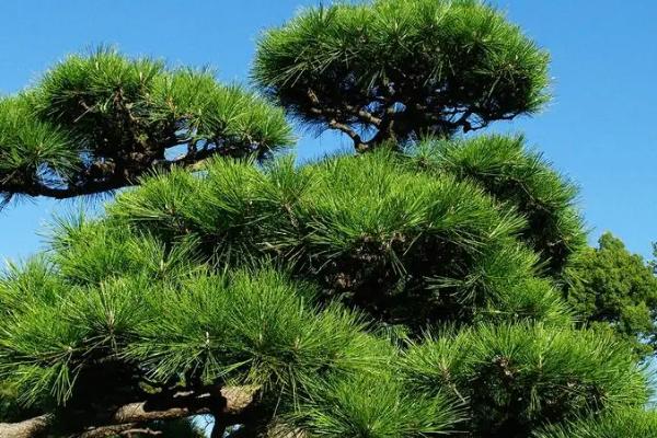 松树的作用，有美化环境和净化空气的作用