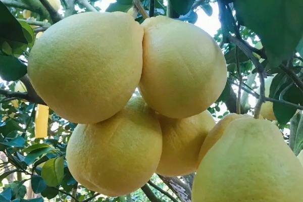 柚子有哪些品种，常见的有沙田柚、金兰柚等