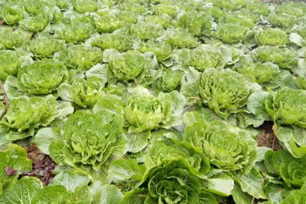 白菜发芽后不长的原因，可能是湿度过大或温度过高导致的