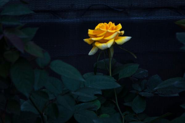 一朵黄玫瑰寓意什么，寓意你是唯一、一见钟情等