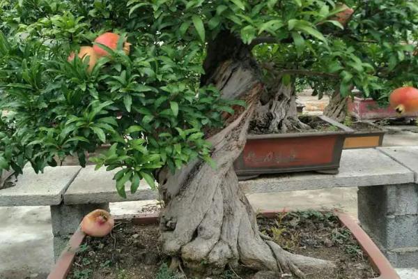 盆栽石榴树的打顶方法，主干部分生长到大约15厘米后进行