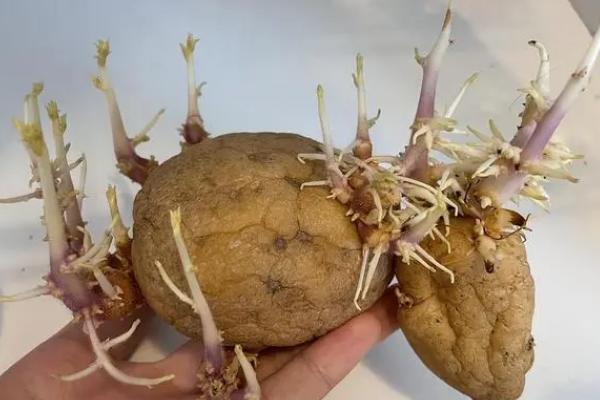 土豆发芽后怎么水培种植，可以进行水培