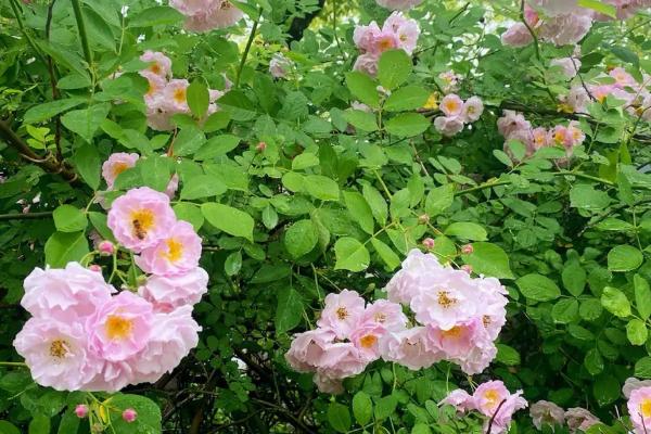 野蔷薇的花语是什么，不同颜色的花语不同