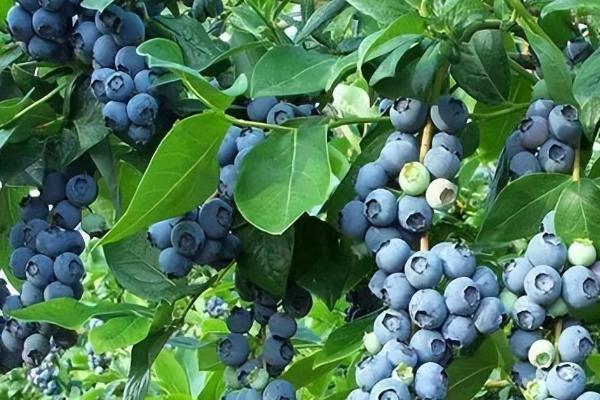 蓝莓树要不要每天浇水，不需要每天都浇水