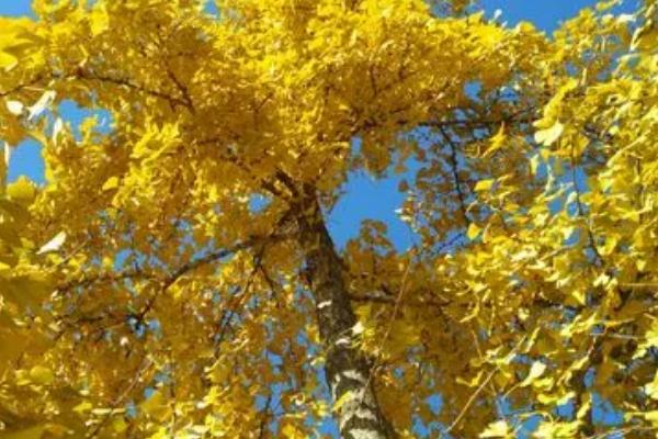 北京银杏树变黄的时间，会在10月中旬开始变黄