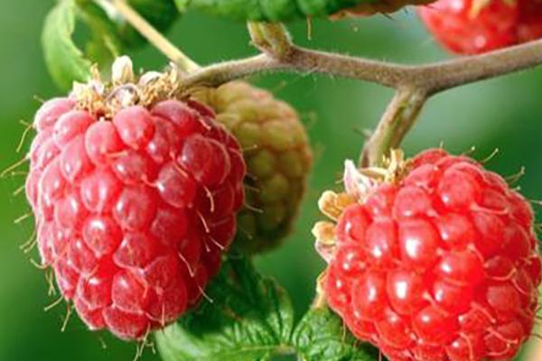 山莓和覆盆子有何区别，二者是同一种植物