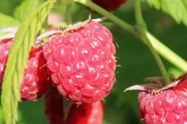 山莓和覆盆子有何区别，二者是同一种植物