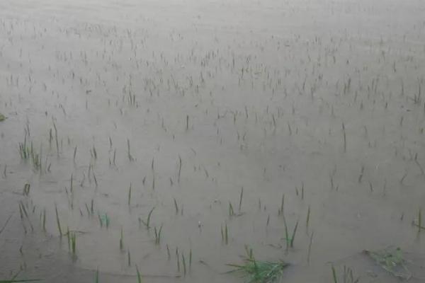 水稻在水里多长时间能闷死，超过48小时就会被闷死