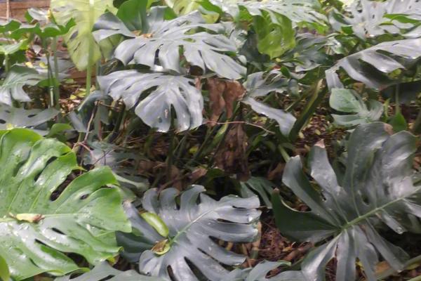 哪些植物吸甲醛好，常见的有孔雀竹芋、龙舌兰、龟背竹等